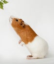 Guinea-pig is smelling verdure standing on back foots Royalty Free Stock Photo