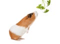 Guinea-pig is smelling verdure Royalty Free Stock Photo