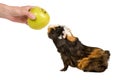 Guinea pig sniffing an apple Royalty Free Stock Photo