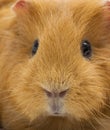 Guinea pig snout, close-up Royalty Free Stock Photo