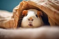 guinea pig squeaking from within a hideout