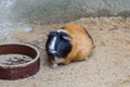 Guinea pig standing at the empty bowls Royalty Free Stock Photo