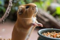 guinea pig standing on hind legs, reaching for food Royalty Free Stock Photo