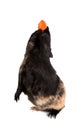 Guinea pig stands on its hind legs (ramps). Royalty Free Stock Photo