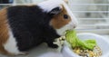 A guinea pig stands with a juicy green lettuce leaf in its mouth. The pig eats juicy greens rich in vitamins. Domestic Royalty Free Stock Photo