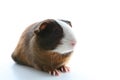 Guinea pig on studio white background. Isolated white pet photo. Sheltie peruvian pigs with symmetric pattern. Domestic guinea pig Royalty Free Stock Photo