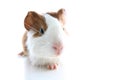 Guinea pig on studio white background. Isolated white pet photo. Sheltie peruvian pigs with symmetric pattern. Domestic guinea pig Royalty Free Stock Photo