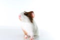 Guinea pig on studio white background. Isolated white pet photo. Sheltie peruvian pigs with symmetric pattern. Domestic guinea pig Royalty Free Stock Photo