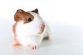 Guinea pig on studio white background. Isolated white pet photo. Sheltie peruvian pigs with symmetric pattern. Domestic guinea pig Royalty Free Stock Photo