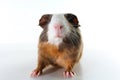 Guinea pig on studio white background. Isolated white pet photo. Sheltie peruvian pigs with symmetric pattern. Domestic guinea pig Royalty Free Stock Photo