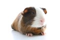 Guinea pig on studio white background. Isolated white pet photo. Sheltie peruvian pigs with symmetric pattern. Domestic guinea pig Royalty Free Stock Photo