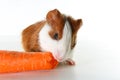 Guinea pig on studio white background. Isolated white pet photo. Sheltie peruvian pigs with symmetric pattern. Domestic guinea pig