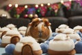 guinea pig surrounded by mini plush igloos Royalty Free Stock Photo