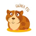 Guinea pig Vector illustration isolated