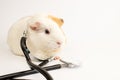 Guinea pig at the vet. Treatment of white guinea pig Royalty Free Stock Photo
