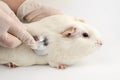 Guinea pig at the vet. Treatment of white guinea pig Royalty Free Stock Photo