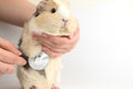 Guinea pig at the vet. Treatment of white guinea pig Royalty Free Stock Photo