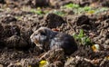 Guinea pig walk outside in the garden - autumn scene Royalty Free Stock Photo