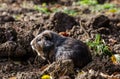 Guinea pig walk outside in the garden - autumn scene Royalty Free Stock Photo