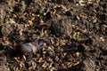 Guinea pig walk outside in the garden - autumn scene Royalty Free Stock Photo