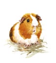 Guinea Pig Watercolor Pets Animals Illustration Hand Painted