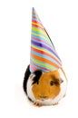 Guinea pig wearing party hat Royalty Free Stock Photo