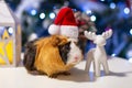 Guinea pig wearing a Santa Claus hat under the Christmas tree Royalty Free Stock Photo