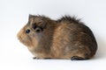 Guinea pig on white background Royalty Free Stock Photo