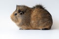 Guinea pig on white background Royalty Free Stock Photo