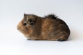 Guinea pig on white background Royalty Free Stock Photo