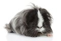 Guinea pig on white in studio