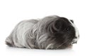 Guinea pig on white in studio Royalty Free Stock Photo