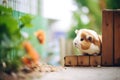 guinea pig in a wooden enclosure, squeaking at edge Royalty Free Stock Photo