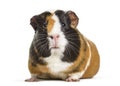 Guinea Pig , 1 Year Old, Lying Against White Background