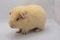 Guinea pig yellow