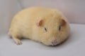 Guinea pig yellow