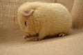 Guinea pig yellow