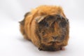 Guinea pig yellow