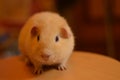 Guinea pig yellow