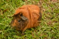 Guinea pig yellow