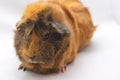 Guinea pig yellow