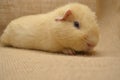 Guinea pig yellow