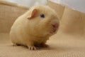 Guinea pig yellow