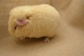 Guinea pig yellow