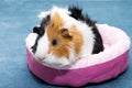 Guinea pig. A young funny guinea pig lies in a pink crib, a pink hammock