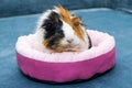 Guinea pig. A young funny guinea pig lies in a pink crib, a pink hammock