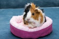 Guinea pig. A young funny guinea pig lies in a pink crib, a pink hammock