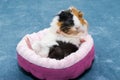 Guinea pig. A young funny guinea pig lies in a pink crib, a pink hammock