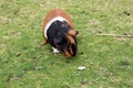 Guinea pig, at the zoo. Royalty Free Stock Photo