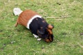 Guinea pig, at the zoo. Royalty Free Stock Photo